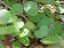 Cocoloba Uvifera